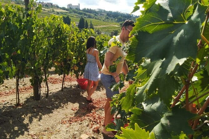 Grape Stomping and Wine Tasting in Tuscany - Price and Value: What You Get for $357.42