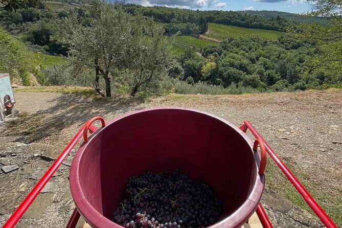 Grape Stomping and Wine Tasting in Tuscany - Winery Walkthrough, Vine to Bottle