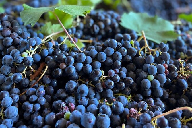 Grape Stomping Experience and Wine Tasting - Key highlights to look for