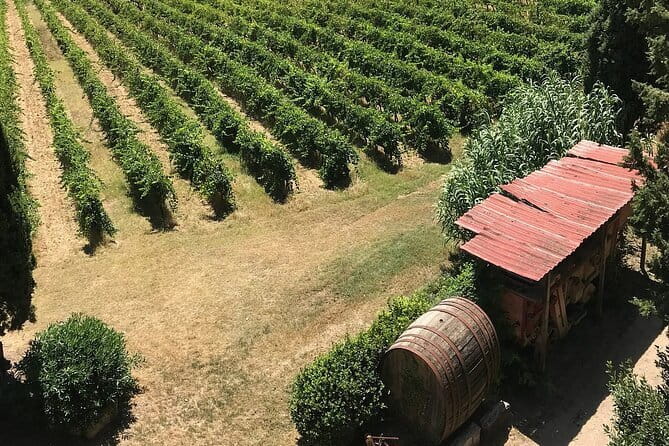 Guided tour with wine tasting and local organic products - Stop 1 at Fattoria Majnoni Guicciardini: Terrace, Vineyards, and Tuff Cellars