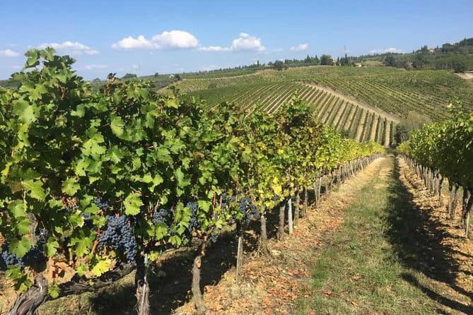 Half-day Chianti Classico Wine tour from Florence - Small Group - Second stop at a family-run farm: more wines plus olive oil and balsamic