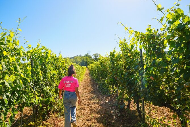 Half-day Experience to San Gimignano Hills with Picnic and Wine - Key things that make this San Gimignano hills day trip worth it