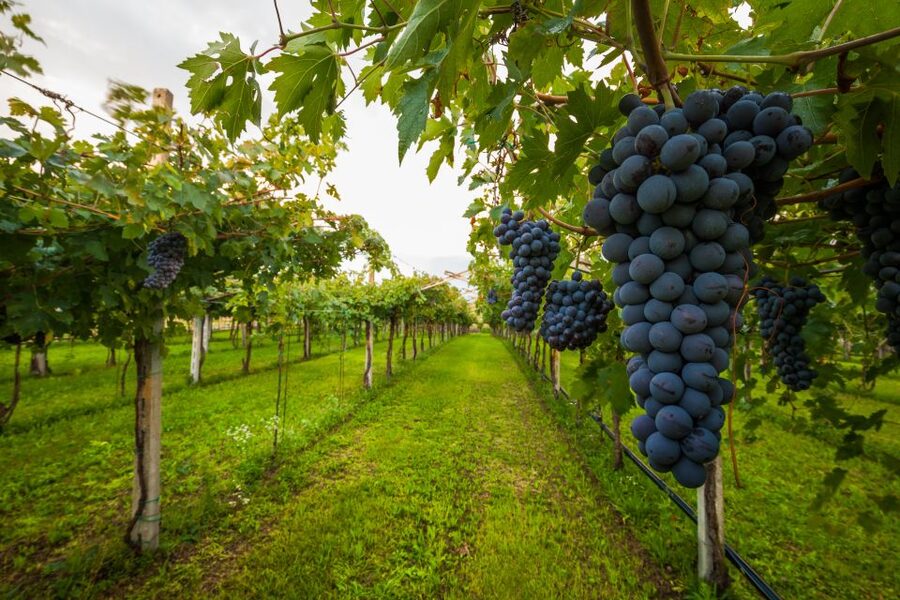 Half-day Hills Experience to San Gimignano with Pic Nic Wine - Key things to know before you go