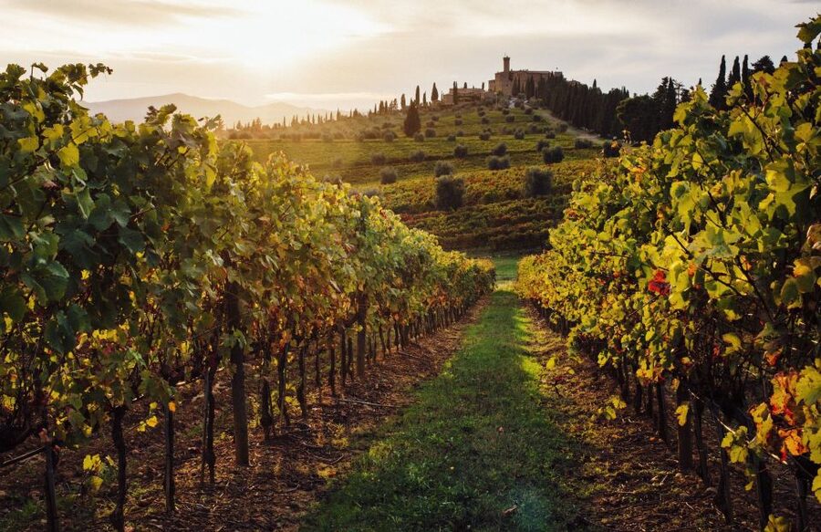 Half-Day Tour from Florence: Chianti Colors & Flavors - Stop 2 at the second estate: more wines, more appetizers, and a terrace for photos