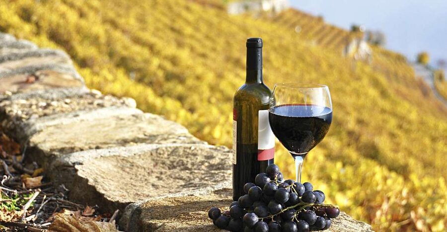 Half-Day Tour from Florence: Chianti Colors & Flavors - Stop 1 at a rustic estate: cellar secrets, olive oil, and your first tastings