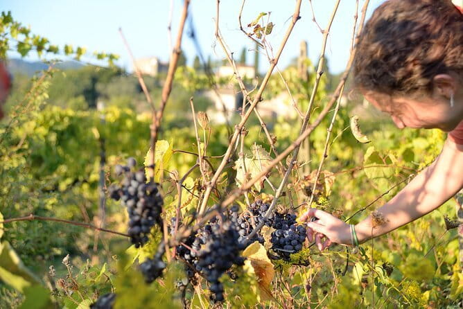 Hike & Wine Tour - The Mugello Hills Hike: Vineyard Trails and Real-Time Tuscany