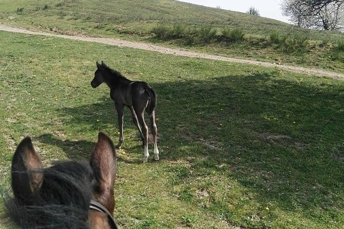 Horse ride in the Mugello (transfer from / to Florence) and Tuscan aperitif - The horseback ride: 1 hour 30 minutes with helmet and a real guide