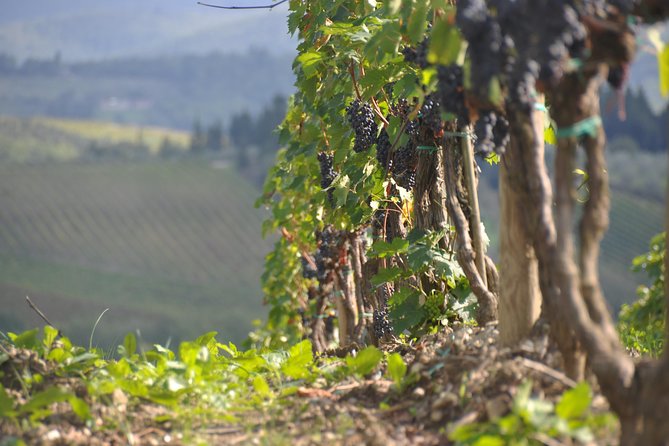 It's Wine Time! 2 wineries & farm-to-table lunch—max 8 pp - Second Winery Stop: More Wine, More Context, Better Buying Decisions