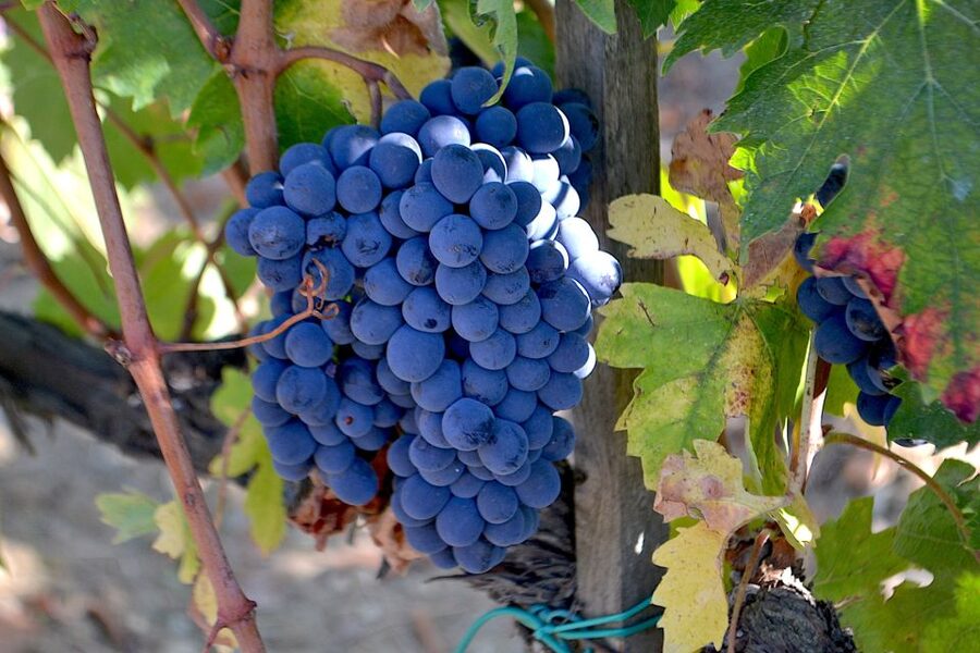 Montalcino: Small-Group Brunello Wine Tour from Florence - Two winery cellar visits: what you should look for