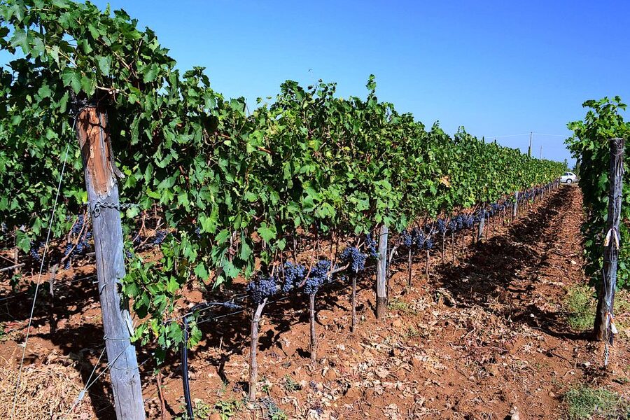 Montalcino: Small-Group Brunello Wine Tour from Florence - Lunch in the Montalcino area: where you refuel, not just eat