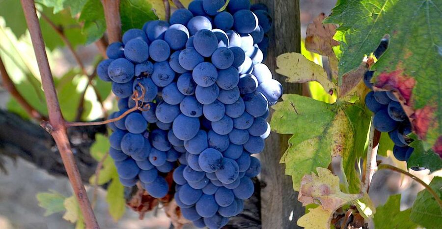 Montalcino: Small-Group Brunello Wine Tour from Florence - The second winery tasting: where Brunello clicks