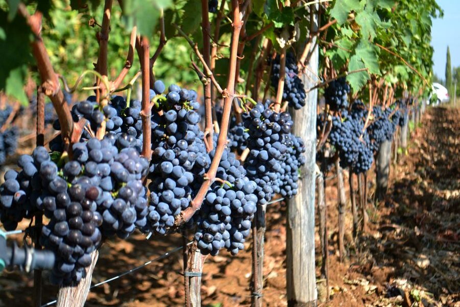 Montalcino: Small-Group Brunello Wine Tour from Florence - Small-group logistics: why the day stays friendly