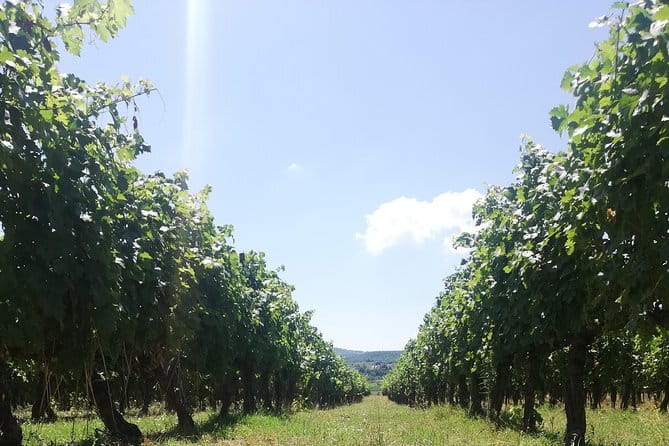 Open Top Van!! Half Day in Chianti with Wine Tasting - Riding an open-top van from Florence into Chianti