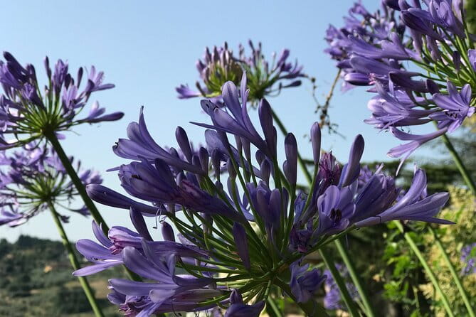Pitti Palace & Boboli gardens tour with a Local Guide - How much you will see in 2.5 hours, and how to plan your energy