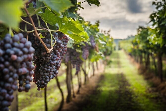 Private Chianti Wine Tasting from Florence, Half Day Experience - Key highlights to know before you go