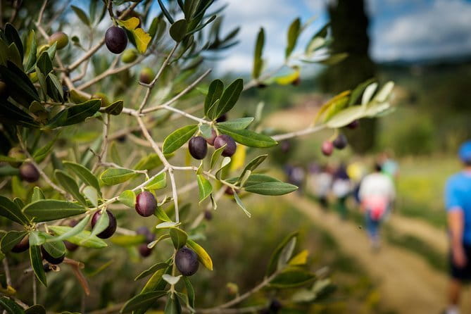 Private Classic Wine Tour in Chianti from Florence - Should you book this private Classic Wine Tour from Florence?