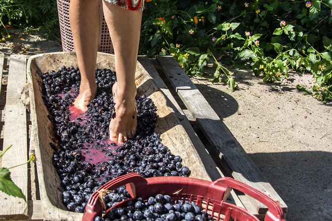 Private Grape stomping in Chianti from Florence - Key highlights before you book