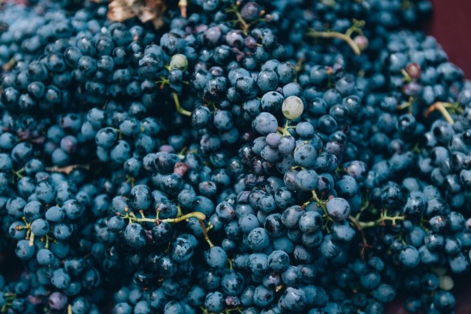 Private Grape stomping in Chianti from Florence - Cellar stories plus olive oil and honey tasting