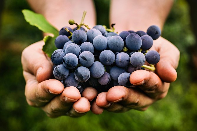 Private Grape stomping in Chianti from Florence - Timing, rain plans, and what to wear