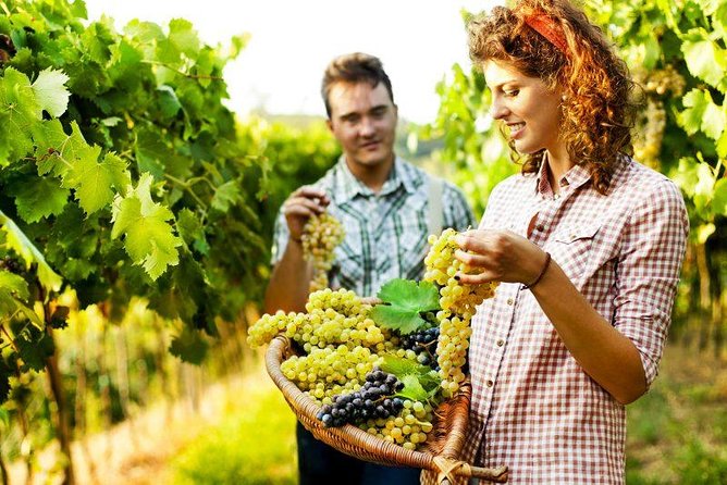 Private Grape stomping in Chianti from Florence - Harvesting and grape stomping at the family farm