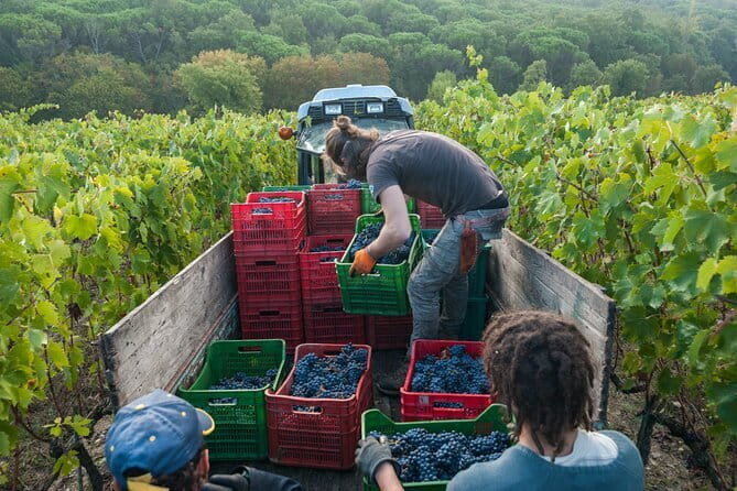 PRIVATE Half-Day Tour: Chianti Classico Wine Experience. - Key moments to look forward to