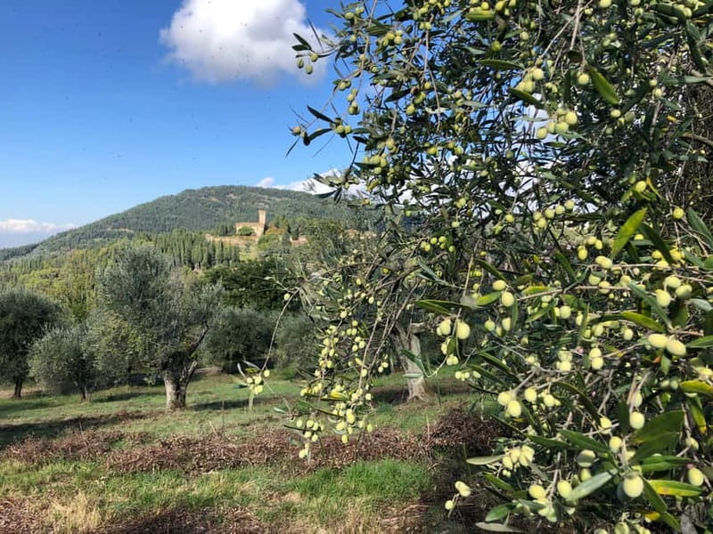 Private Hiking Florence Tour with Wine and Lunch or semi-pri - Fiesole stop: wine, farm lunch, and a proper walking break