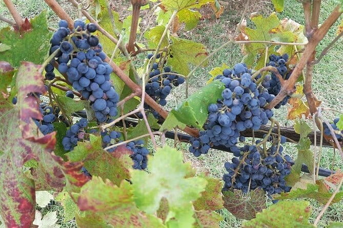 PRIVATE TOUR: Chianti Afternoon tour with visit to 2 wine farms - San Donato in Poggio: a first Chianti Classico tasting in the countryside