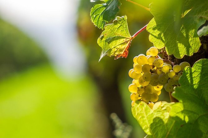 Private Tour- Chianti By Minivan At Sunset - Why a Private Sunset Drive From Florence Works So Well