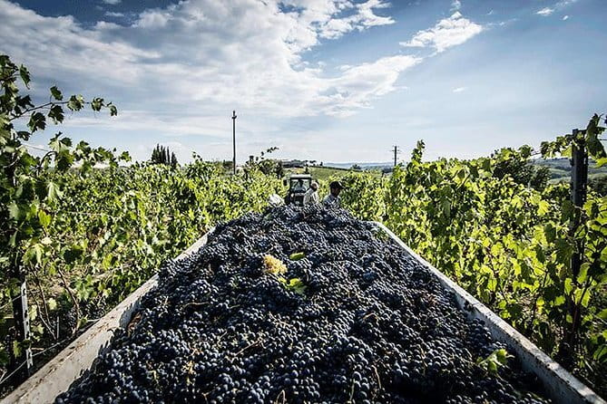 Private Tour: Chianti Winery, Montefioralle, and Greve in Chianti - Meeting Point, Timing, and How the 5 Hours Really Feel