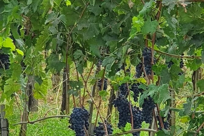 Private Tour of Chianti, Siena and San Gimignano by Minivan - Siena in two hours: Piazza del Campo, Fonte Gaia, and Palazzo Pubblico