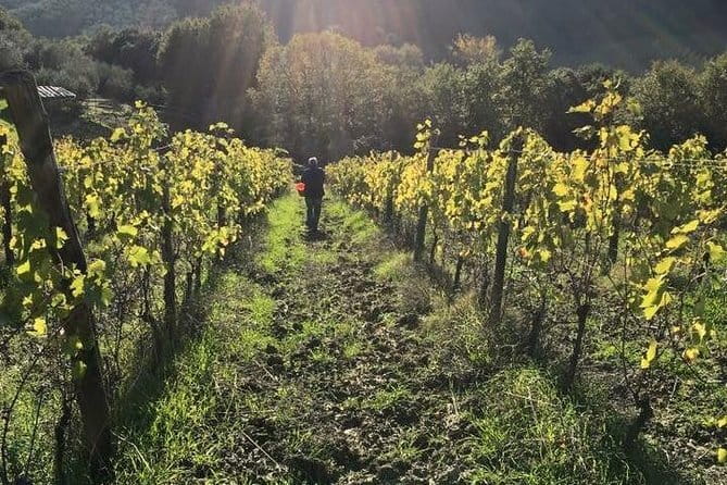 Private Tour of San Gimignano & Siena - San Gimignano Towers, Duomo, Piazza Cisterna, and a Vineyard Winery Stop