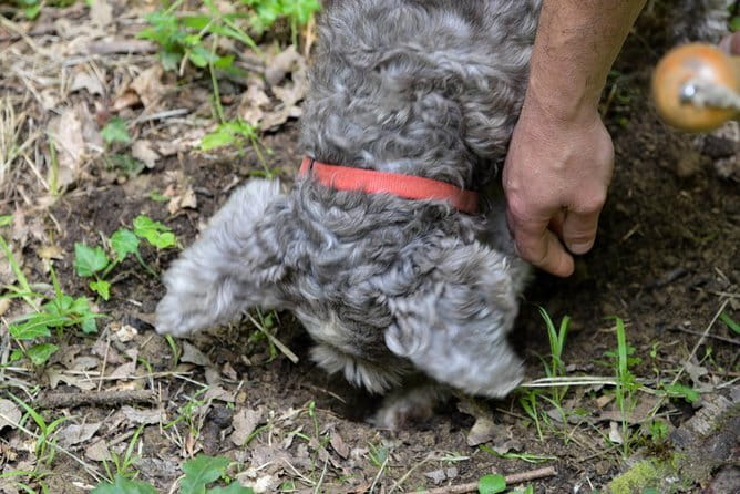 Private Truffle Hunting in Chianti from Florence - Starting from Piazza della Repubblica and heading out at 9:00 am