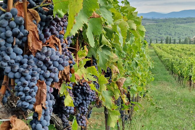 Private Wine Tour best of Chianti Tuscany 6 hours Limo Service - Driver, Wi-Fi, and Bottled Water: Why the Car Details Matter