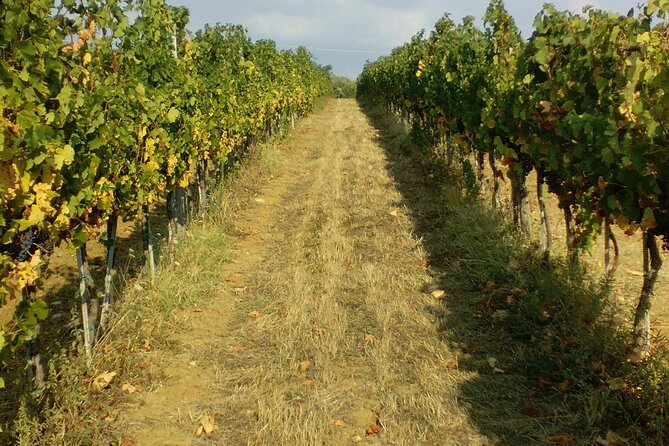San Gimignano and Chianti tour - Chianti by Car on Strada Statale 222 Chiantigiana