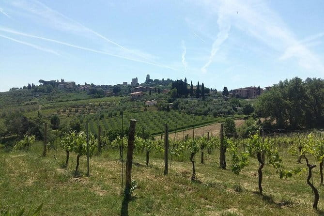San Gimignano, Saffron and Vernaccia Wine from Florence - Florence to San Gimignano without the stress of driving