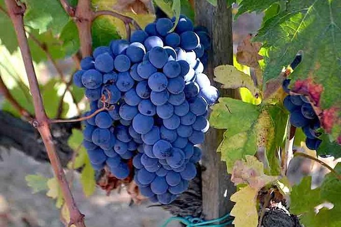 Small-Group Brunello Wine Tour of Montalcino from Florence - Stop One in Montalcino: Cellar Tour First, Tasting That Has Range