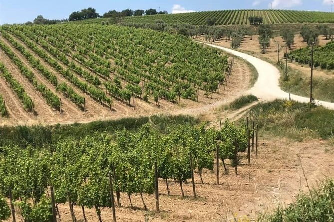 Small group Chianti-side wine tour with Mercedes V class Van - What is included, and what that means for value