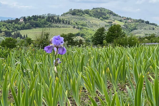 SMALL GROUP Chianti Tradition wine tour (max 8 pp) - Your Morning Start in Florence, Then Straight Into Chianti