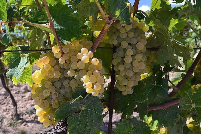 Small-Group Vernaccia di San Gimignano Wine Tour - White and Red Wines - Getting there: meeting point and timing that matter