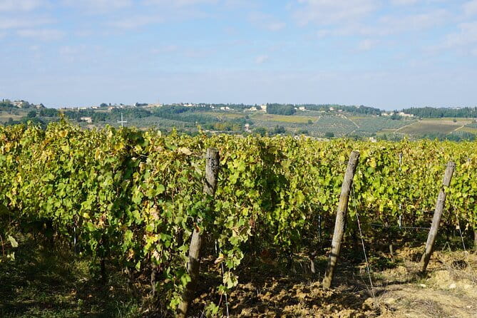 Super Chianti 2 wineries & meat feast @ Dario Cecchini—max 8 pp - A Car-Free Chianti Day That Still Feels Personal
