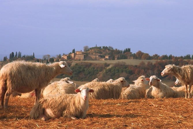 Tour of 900year old secret cellars + tasting of 3 wines and bread with EVO oil - Tuscan snacks that actually support the tasting