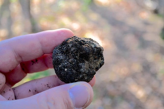Truffle Hunting Experience with Lunch in San Miniato - Getting to the farm from Florence, and why the plan matters