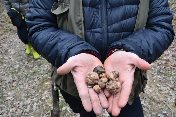 Truffle Hunting Experience with Lunch in San Miniato - Group size, pacing, and the feel of the day