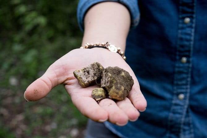 Truffle hunting + gourmet tasting (transfer included) - What That Truffle Briefing Really Adds