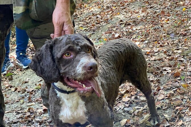 Truffle Hunting in Tuscany (private tour) - A Florence-to-Tuscany day trip that feels like a secret workshop