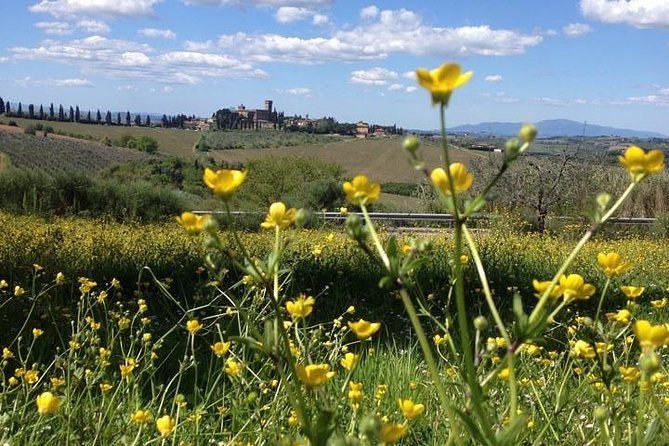 Tuscany Bike Tours Through the Chianti Hills with Wine Tasting - Lunch at the castle: wine tasting plus olive oil as the real centerpiece