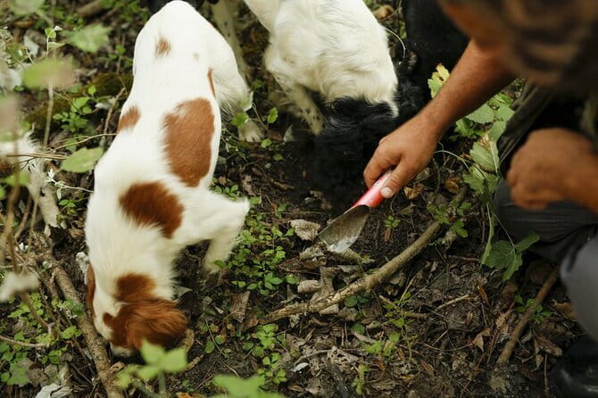 Tuscany Truffle Hunt: A Culinary Adventure - Who This Tour Suits Best (And Who Might Not Love It)