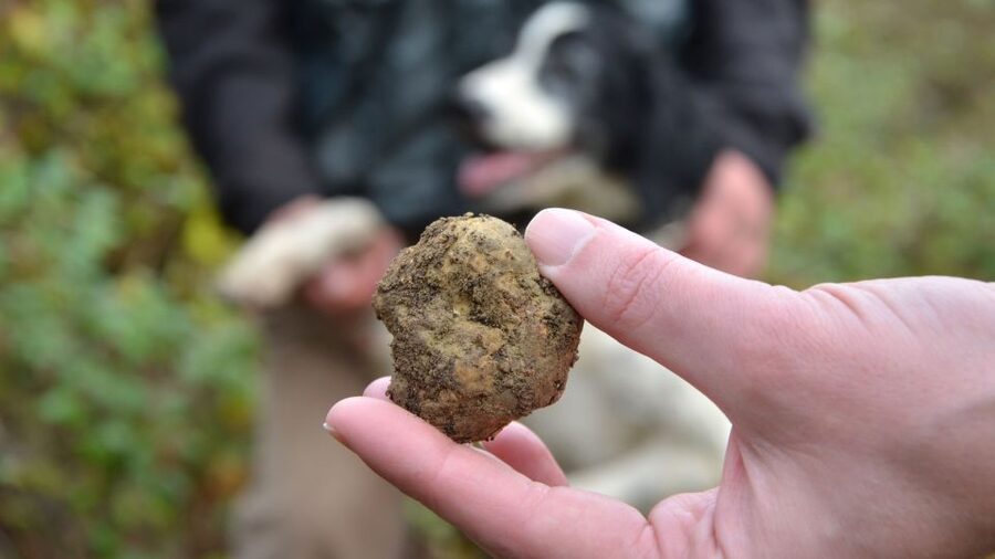 Tuscany: Truffle Hunting and Meal at a Winery - Practical Tips Before You Go