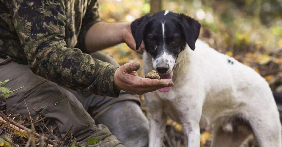 Tuscany: Truffle Hunting and Meal at a Winery - Following Trained Dogs in an Oak Forest