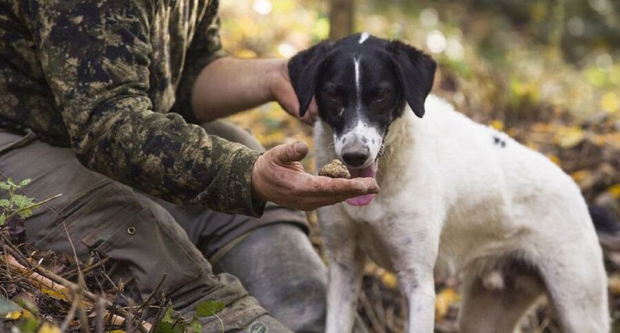 Tuscany: Truffle Hunting and Meal at a Winery - Price and Value: What $474.28 Buys You